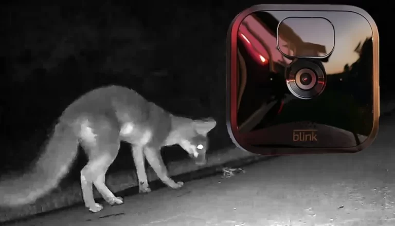 Do Blink Cameras See at Night?